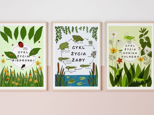 Cykle rozwojowe plakaty + kolorowanki
